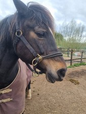 Monty Roberts Doppel Kopfband