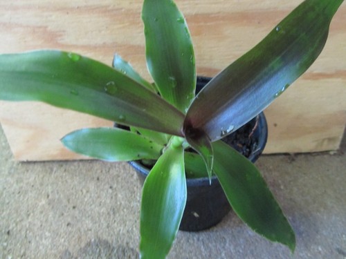 Plant callisia fragrans - plant,