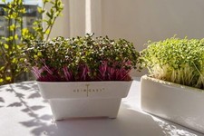 Sprossen Microgreens Anzucht Set 6 Schalen inkl. Saatpads Bio Kresse Heimgart  