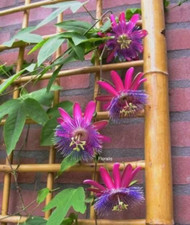 Sale198 passionsblume bicolor - sale198,