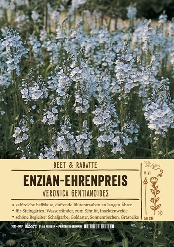 Veronica gentianoides