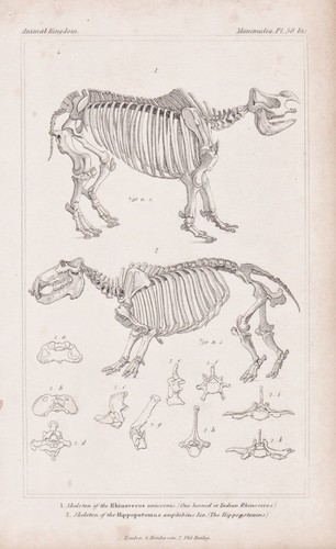 Flusspferd hippopotamus - flusspferd,