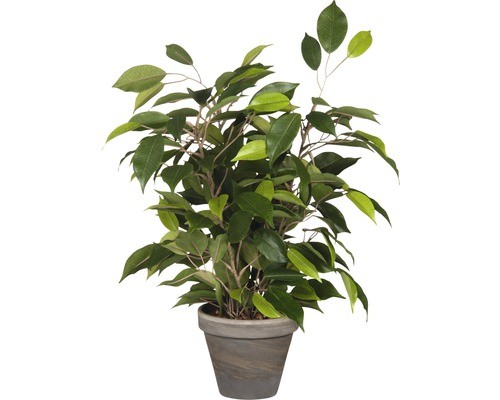 Kunstpflanze birkenfeige ficus - birkenfeige,
