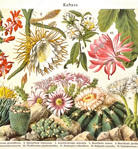 Alte chromolithographie - alte,