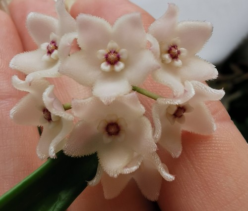 Heavenly hoya shepherdii - hoya,