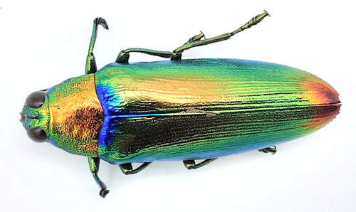 Buprestidae chrysochroa - buprestidae,,