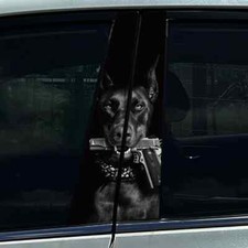 2x Dobermann Pinscher Hund Pistole Tier Auto B Säule Mitte Säule Aufkleber