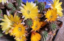 Chamaecereus Bernstein 11,5 cm groß Kaktus