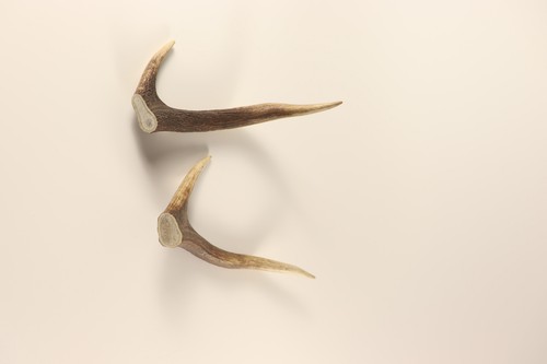 Hirschkrone geweihstange - hirschkrone,
