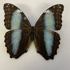Entomologie*Morpho deidamia