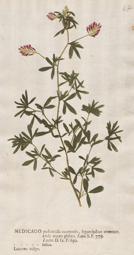 Luzerne lucerne klee - luzerne, clover