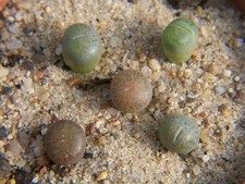 5x  lebende Steine- Lithops -