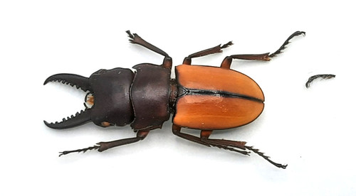 Lucanidae prosopocoilus - lucanidae,,