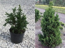 Japanische Zypresse DRATH