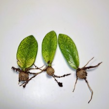 Zamioculcas ‘Chameleon’
