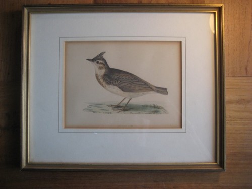 Original kupferstich - kupferstich, (lerche)