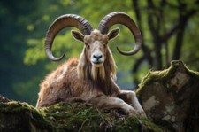 Wandbild: Großer europäischer Mufflon in seinem natürlichen Lebensraum [...]