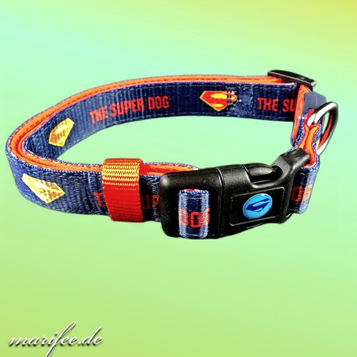 Hundehalsband oder hundeleine - hundehalsband,