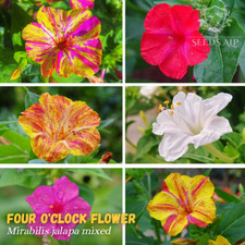 250 samen vier uhr blume - vier,