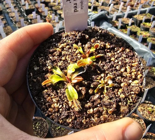 Dionaea muscipula big teeth - dionaea, 'big