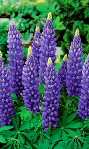 Samen lupine blau - 10,