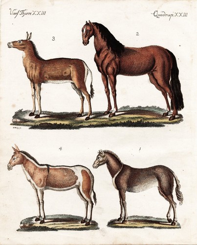 Wildpferde wild horses pferd - wild,