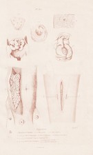 Opossum Beutelratte Ratte rat engraving Stahlstich Guerin-Meneville 1833