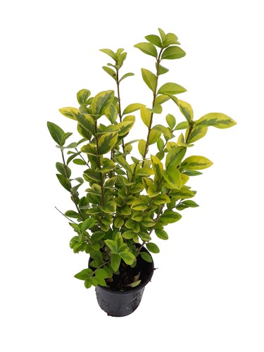 Goldliguster heckenpflanzen - goldliguster,