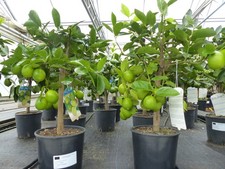 echte Caipi Limette Premium