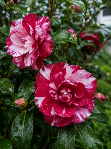 Sale2396 camellia general - sale2396,