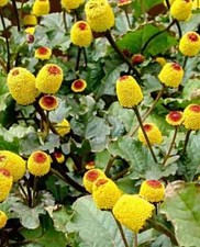 Samen Zahnwehpflanze, Toothache plant, Spilanthes oleracea, wie Brausepulver RAR