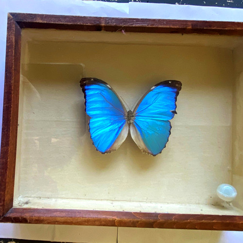 Präparierter blauer morpho - präparierter, morpho-