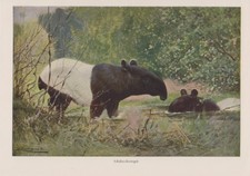 Schabrackentapir Tapir Tapirus