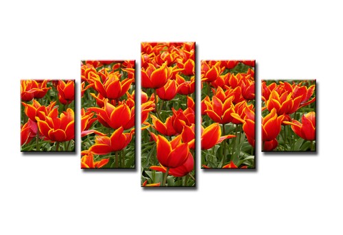 Bild tlg tulpen visario - bild,