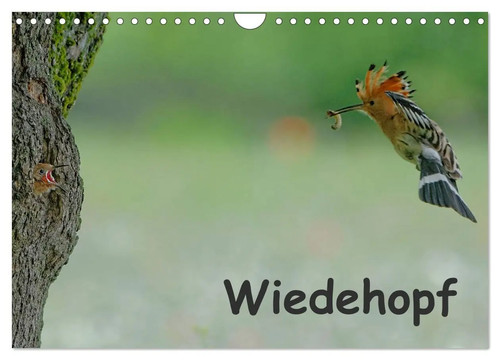 Wiedehopf wandkalender 2026 - (wandkalender,