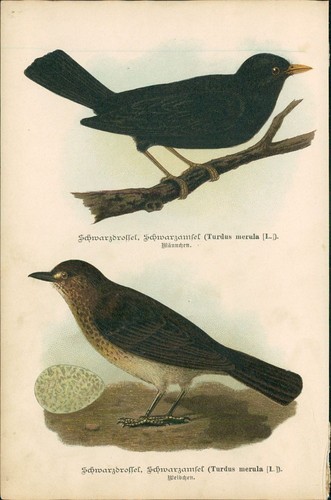 Lithographie schwarzdrossel - :,