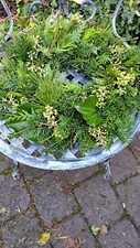 Kranz handgebunden frisch - kranz,, handgebunden,