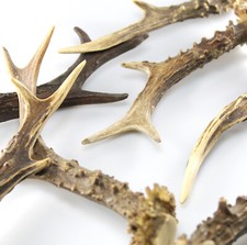 Rehgeweih 15-22 cm vom Rehbock