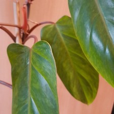 Philodendron Painted Lady sehr