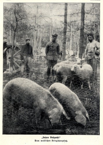Frontschweine unsere - "frontschweine",