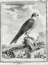 Falke faucon falcon birds