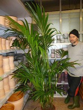 Für drinnen : Howea forsteriana Kentia Palme Büropflanze Kentiapalme Zimmerpalme