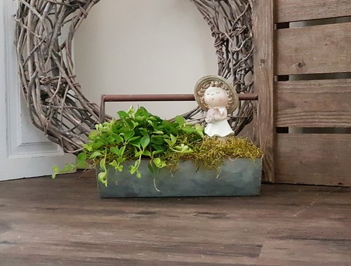 Pflanzschale jardiniere - pflanzschale,