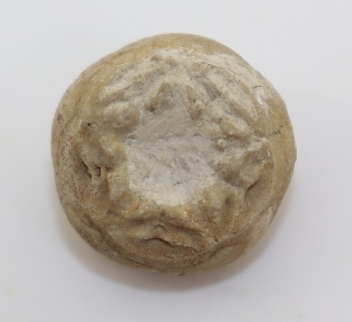 Crinoide millericrinus - crinoide,,
