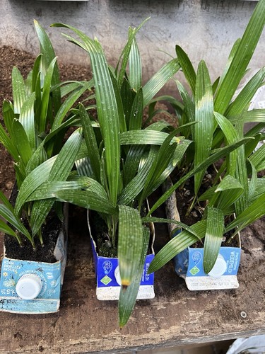 Trachycarpus fortunei