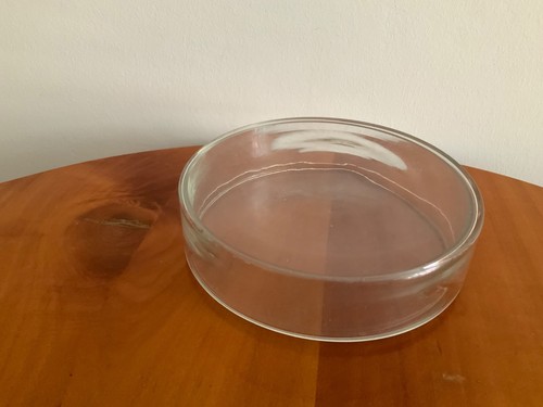 Petrischale glas mit - petrischale,