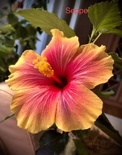 Hibiskus hibiscus rosa - hibiskus,