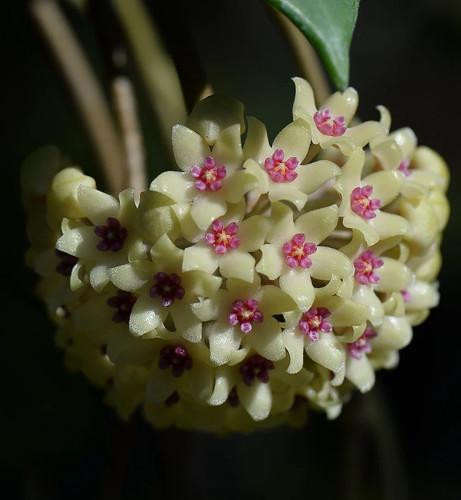 Wunderschöne hoya hanhiae - wunderschöne,