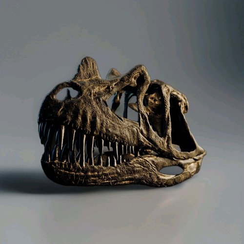 Ceratosaurus schädel - ceratosaurus,