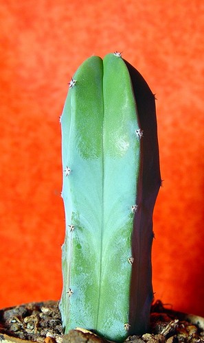 Myrtillocactus geometricans - , 11